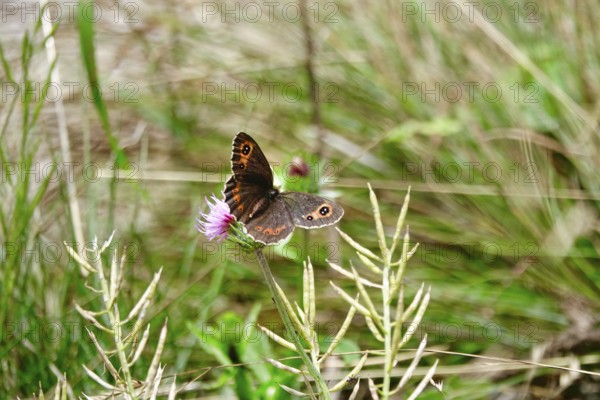 Scotch Argus (Erebia aethiops), August, Upper Bavaria, Germany, Europe