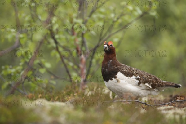 Willow ptarmigan (Lagopus lagopus) securing cock, Lofoten, Norway, Scandinavia, Europe