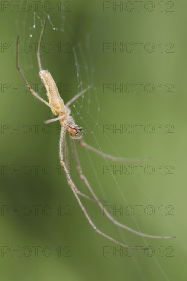 Common stretch-spider (Tetragnatha extensa) in a web, North Rhine-Westphalia, Germany, Europe