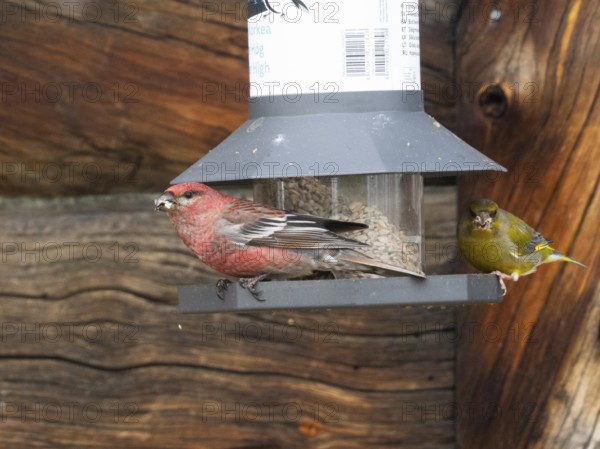 Pine Grosbeak (Pinicola enucleator) and Greenfinch (Chloris chloris), adult male birds at feeding