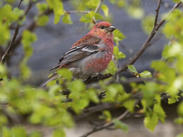 Pine Grosbeak (Pinicola enucleator), adult male perched in a birch tree, May, Finnish Lapland