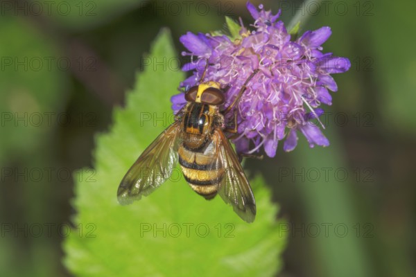 Hornet mimic hoverfly (Volucella inanis) sitting on a flower of a forest widow flower (Knautia