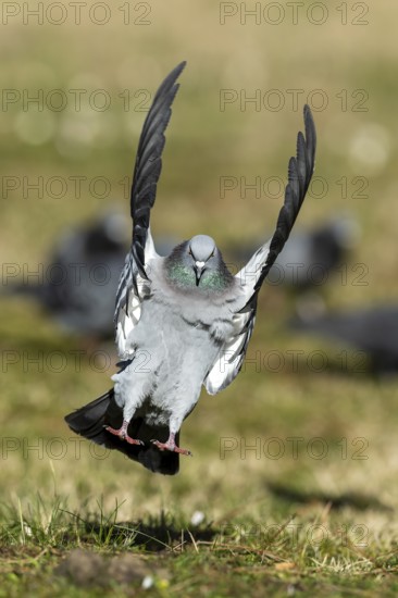 City dove (Columba livia forma domestica) in flight, wildlife, Germany, Europe