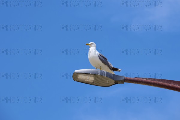 Herring gull, sitting on a street lamp against a clear blue sky, Saintes-Maries-de-la-Mer,