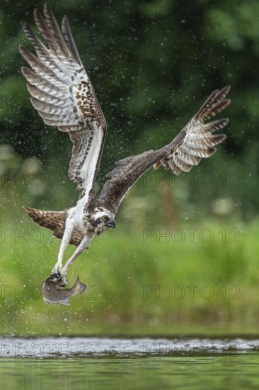 Western osprey (Pandion haliaetus) hunting with a trout, Aviemore, Scotland, Great Britain