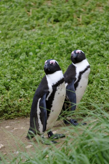 African penguin, penguin, Stony Point Penguin Colony, Bettys Bay, Garden Route, Western Cape, South