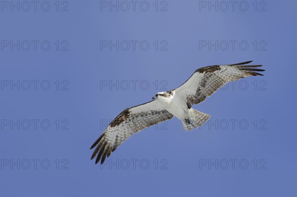 Western osprey (Pandion haliaetus) in flight, Everglades National Park, Florida, USA, North America