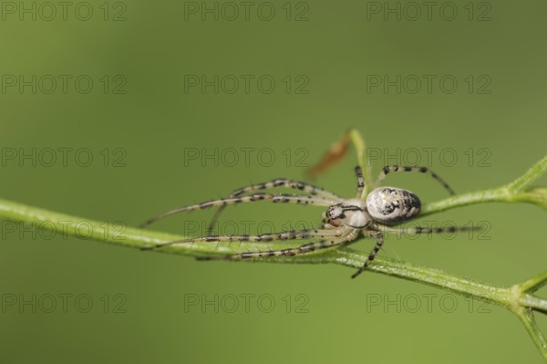 Autumn spider (Metellina segmentata, Meta segmentata), North Rhine-Westphalia, Germany, Europe
