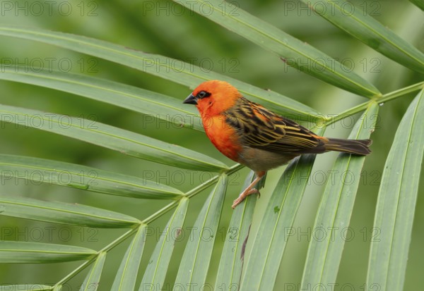 Red fody (Foudia madagascariensis), male, sitting on a palm tree, occurring in Madagascar, captive