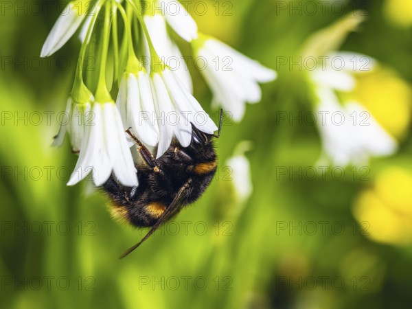 Bumblebee on Three-Cornered Leek, Snowbell, Allium triquetrum in forest at spring time