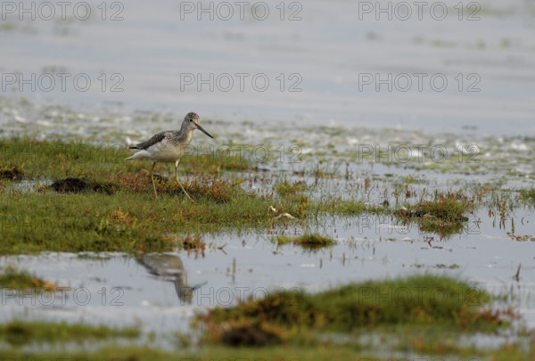 Common greenshank (Tringa nebularia) standing in shallow water, Poel Island, Mecklenburg-Western