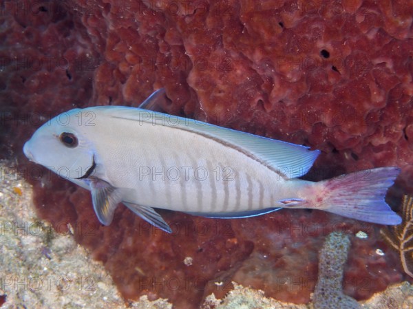 Bahia surgeonfish (Acanthurus bahianus), dive site John Pennekamp Coral Reef State Park, Key Largo,