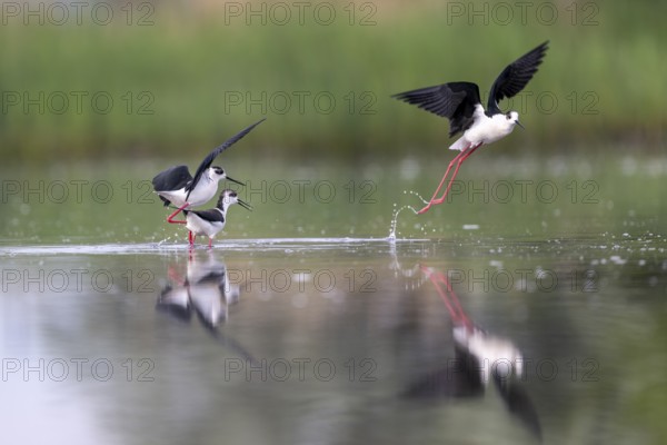 Black-winged Black-winged Stilt (Himantopus himantopus), couple making love in the water,