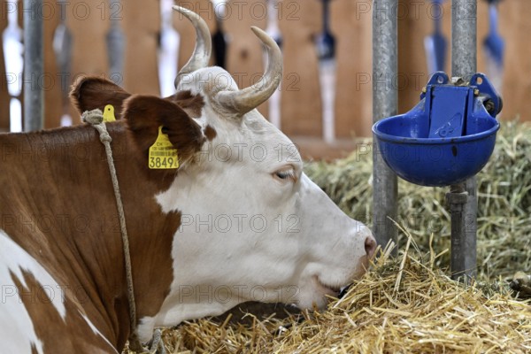 Dairy cow Hinterwälder