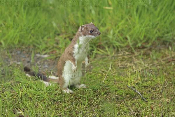 Ermine (Mustela erminea), large weasel