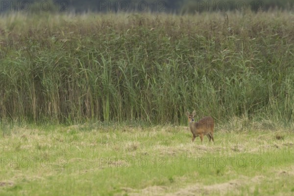 Chinese water deer (Hydropotes inermis) adult animal amongst grass in a marshland, England, United