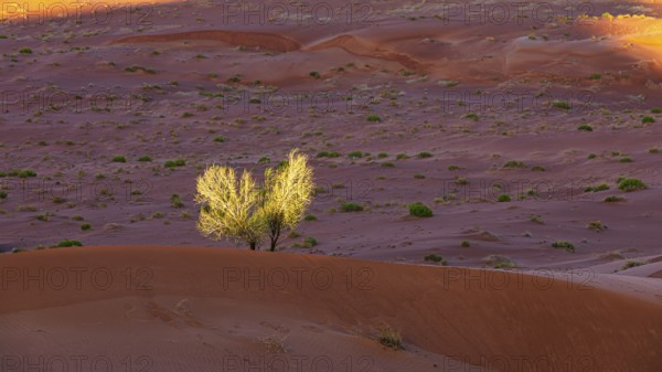 Wind-sculpted sand structure with green vegetation, in the Rub al Khali desert, Dhofar province,