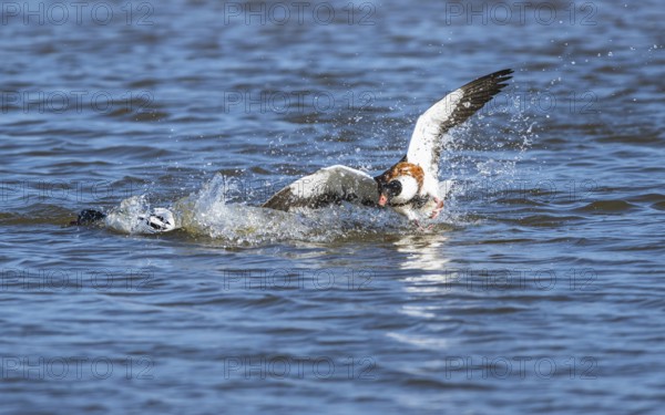 Common Shelduck, Tadorna tadorna birds in fight on marshes