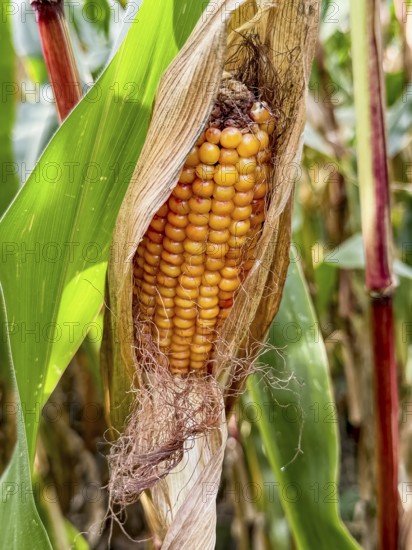 Ripe corn corn cob with visible yellow corn kernels of maize Corn plant (Zea mays), Germany, Europe