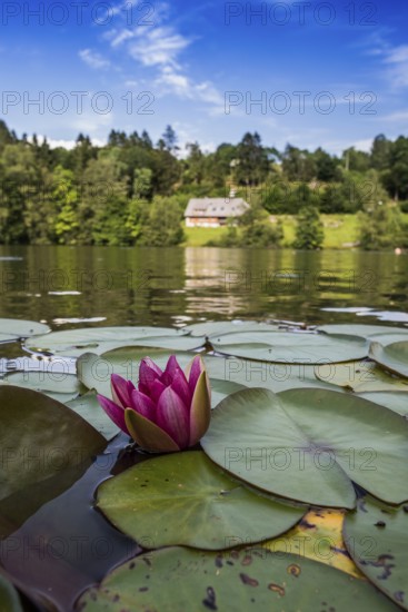 Klosterweiher, Dachsberg, Hotzenwald, Southern Black Forest, Black Forest, Baden-Württemberg,