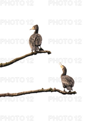 Cormorants (Phalacrocorax carbo), both standing on branches, one below the other, branches protrude