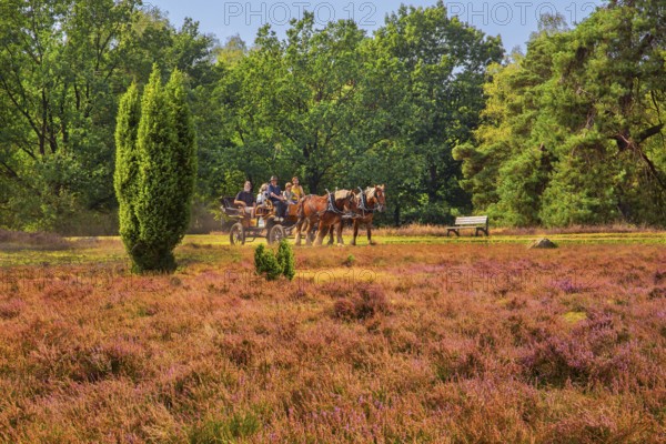 Heath landscape with horse-drawn carriage, Schneverdingen, Lüneburg Heath, Lower Saxony, Germany,
