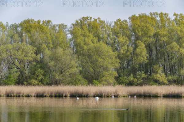 Pond landscape, reeds, reeds (Phragmites australis), willows (Salix) with fresh green leaves, mute