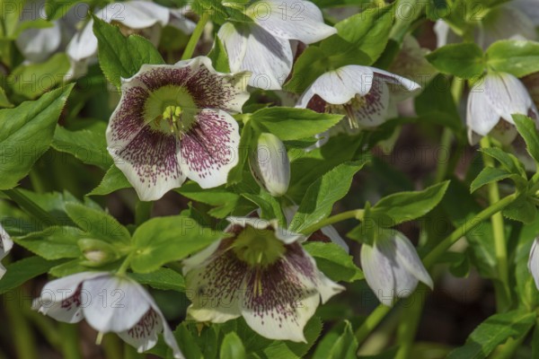 Oriental hellebore (Helleborus orientalis), Bavaria, Germany, Europe