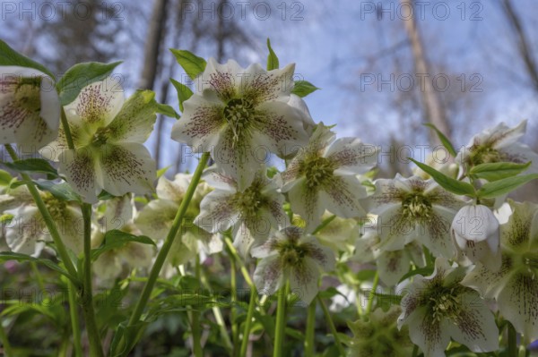 Oriental hellebore (Helleborus orientalis), Bavaria, Germany, Europe