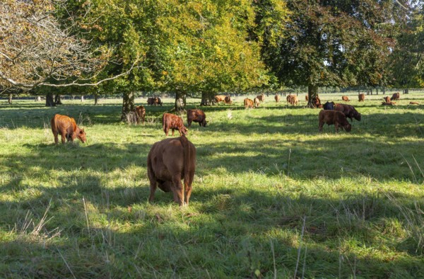 Brown cattle grazing under trees in Fairford Park estate, Fairford, Cotswolds Gloucestershire,