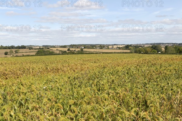 Field of millet crop growing near Hundon, Suffolk, England, UK