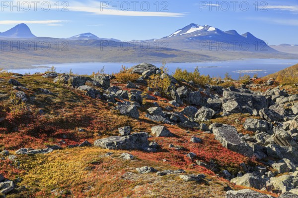 Autumn coloured blueberry bushes, red, sunny, stones, autumn, mountains, Stora Sjöfallet National