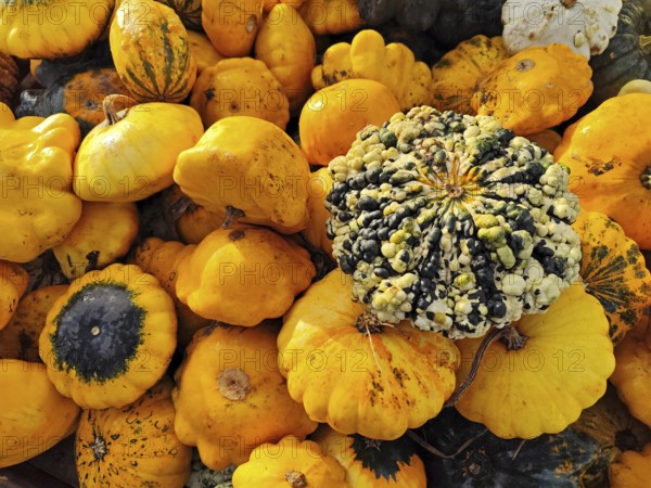 Patisson pumpkins, Lower Saxony, Germany, Europe
