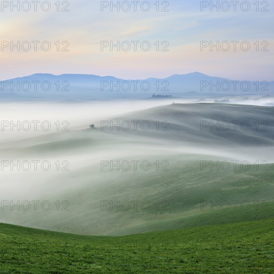 Morning fog in Val d'Orcia, fog flows through hilly landscape, UNESCO World Heritage Site, Province