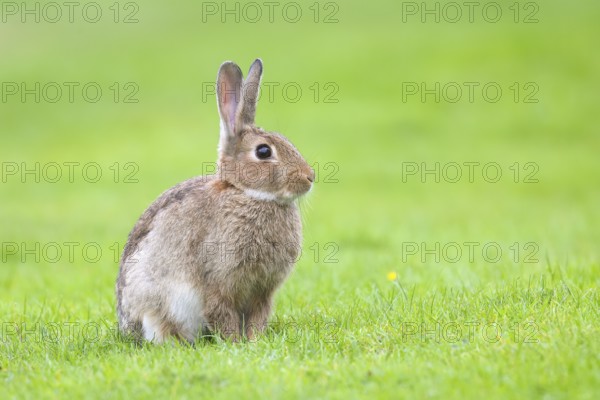 Wild rabbit (Oryctolagus cuniculus), in a meadow, adult, alert, wildlife, mammal, Baltic Sea coast,