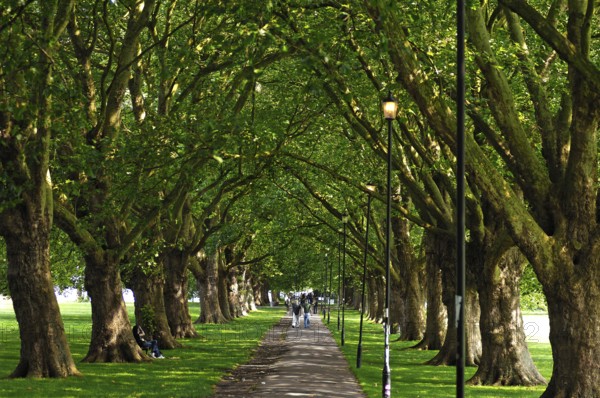 Plane tree avenue (Platanus hispanica) in Jesus Green Park, Cambridge, Cambridgeshire, England,