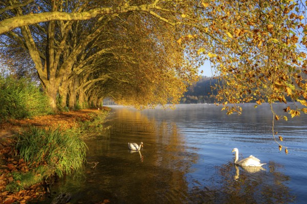 Autumnal colours at the Platanen Allee, Hardenberg Ufer, lakeside path at Lake Baldeney, near Haus