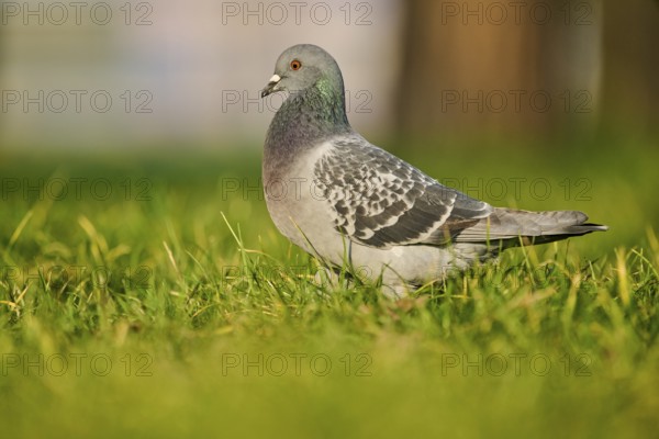 Feral pigeon (Columba livia domestica) on a meadow, Venice, Italy, Europe