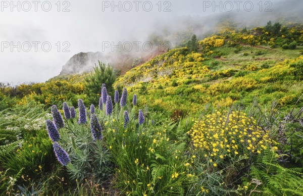 Madeira landscape with Pride of Madeira flowers and blooming Cytisus shrubs and mountains in clouds