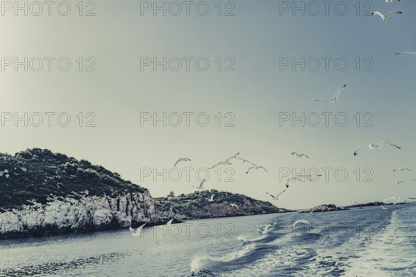 Seagulls off the coast of the Greek island of Skiathos, Greece, Europe