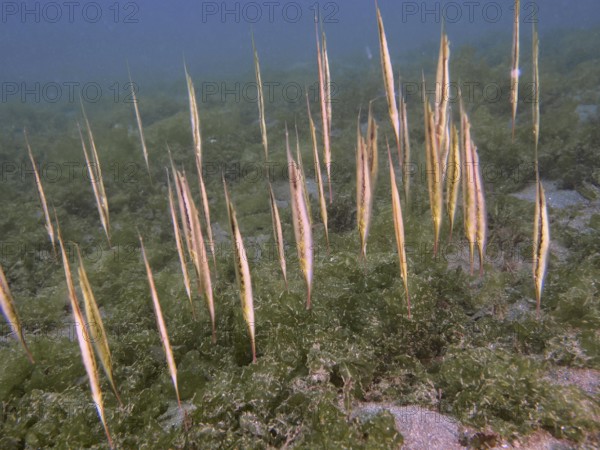 A school of jointed razorfish, razorfish (Aeoliscus strigatus) standing vertically amidst sea