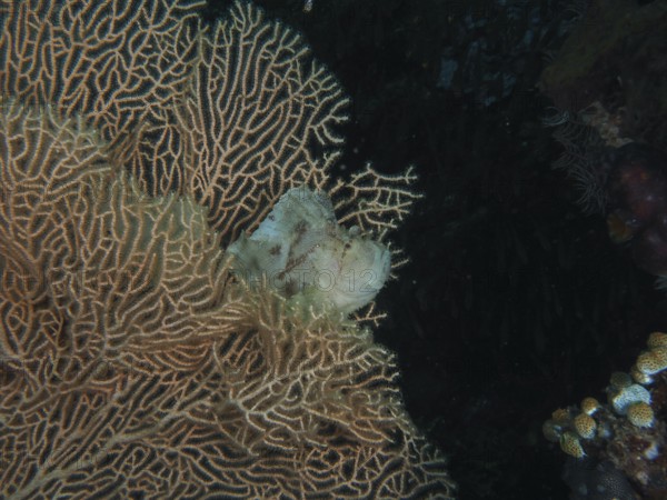A well-camouflaged fish, a rocking fish (Taenianotus triacanthus), in a giant fan coral (Annella