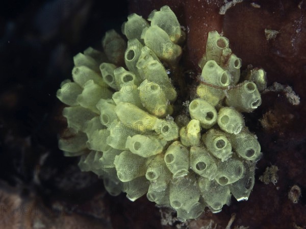 Transparent juvenile robust reef squirts (Atriolum robustum) growing on dark coral bottom, dive