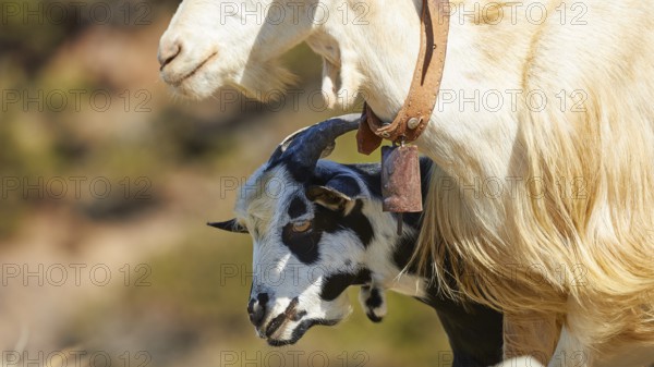 Goat with bell and lamb in close proximity to each other, goat (s), free-range, central north of