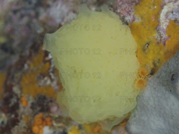 Yellow lattice calcareous sponge (Clathrina clathrus), marine sponge, on a colourful underwater
