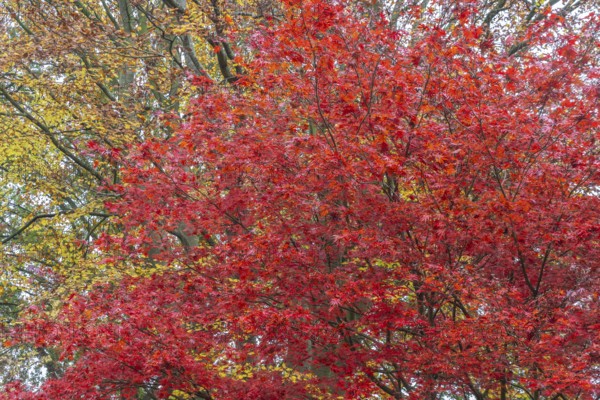 Japanese fan maple (Acer palmatum Trompenburg), autumn colours, Emsland, Lower Saxony, Germany,