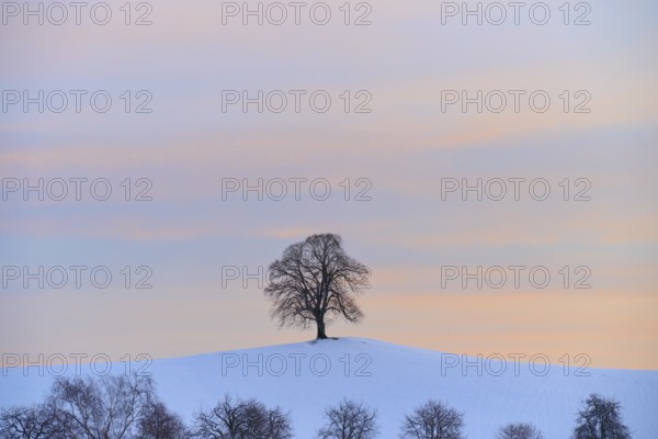 Single tree stands on a snow-covered hill in front of a pastel-coloured sunrise, Menzingen, Zug,