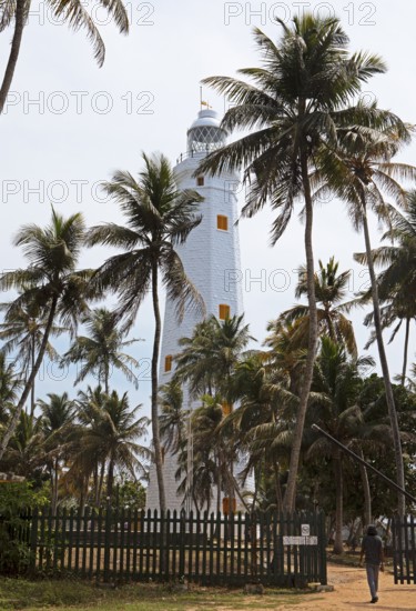 Dondra Head Lighthouse or lighthouse in coconut trees, Dondra, Southern Province, Sri Lanka, Asia