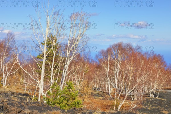 Birch trees (Betula aetnensis) sprouting, Etna, Sicily, Italy, Europe