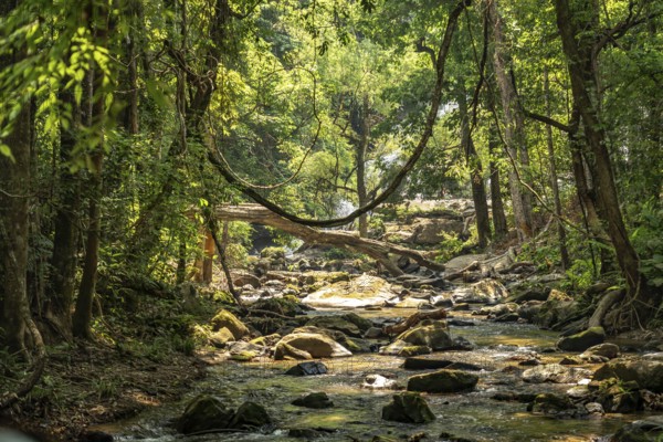 The Mae Klang River on the Pha Dok Sieo Nature Trail in Doi Inthanon National Park, Chiang Mai,